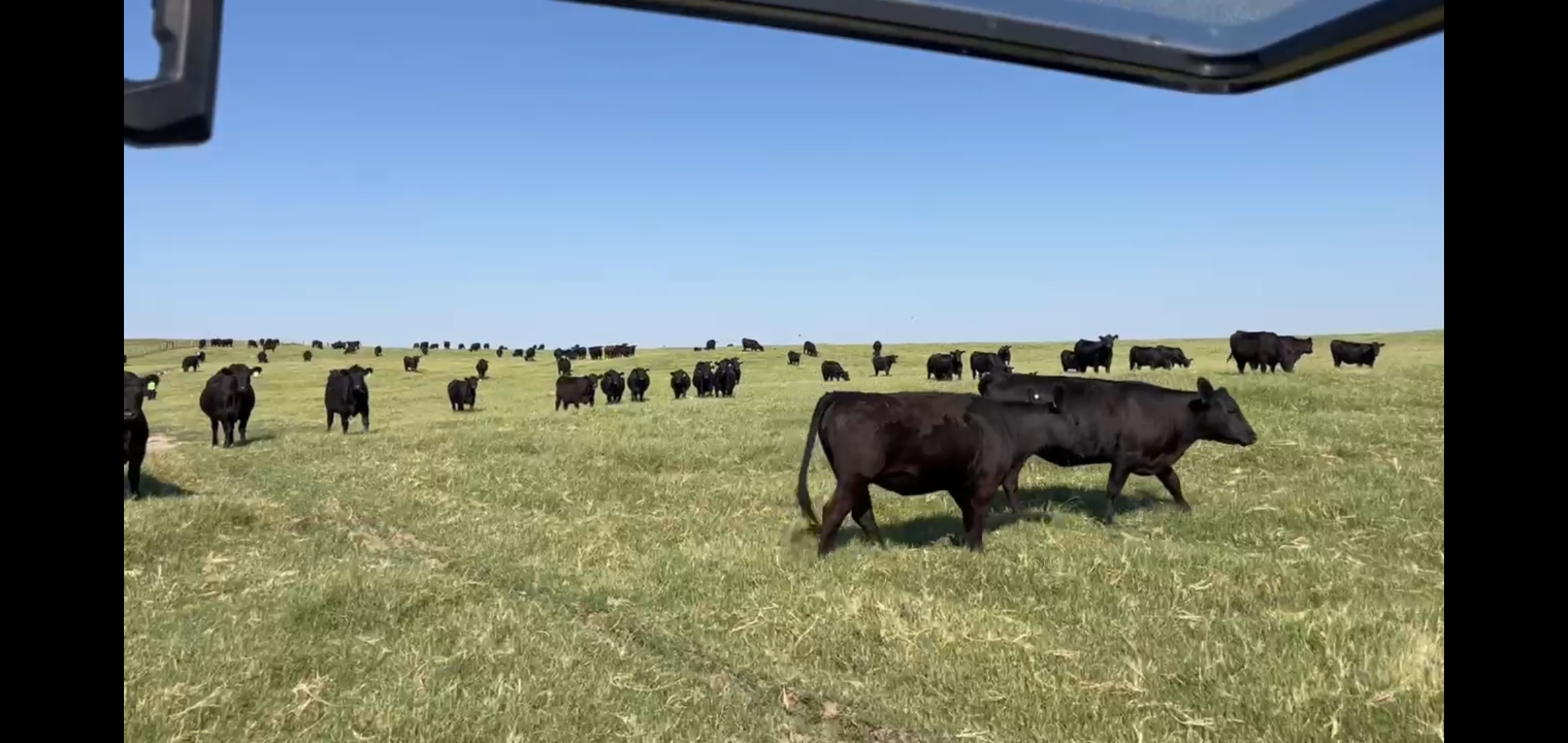 1830 - Replacement Heifers - Bred Red Angus, Blk Angus, Blk Baldy - Texas